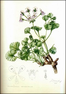 Otthon - pelargonium fajok