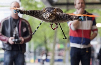 Artistul olandez a făcut un elicopter din pisica sa moartă și a explodat pe internet