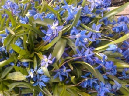 Kék hóvirág - virágvirág virág a faluban