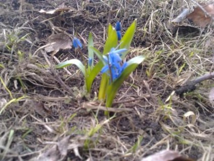 Albastru de zăpadă - o floare de casă de flori în sat