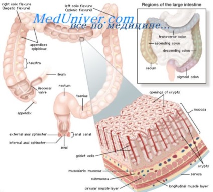 Controlul hormonal al tractului gastro-intestinal