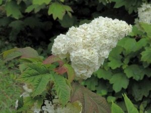 Hortensia oaky alb zăpadă domes, plantare, îngrijire, tăiere