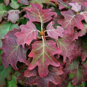 Hortensia oaky alb zăpadă domes, plantare, îngrijire, tăiere