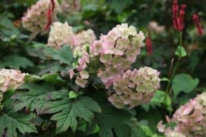 Hortensia oaky alb zăpadă domes, plantare, îngrijire, tăiere