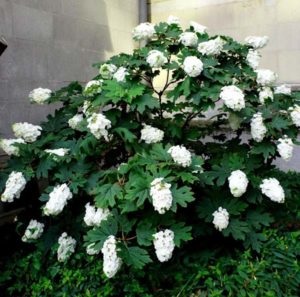 Hortensia oaky alb zăpadă domes, plantare, îngrijire, tăiere