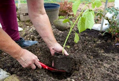 Hortensia plantarea și îngrijirea stejarului, descriere