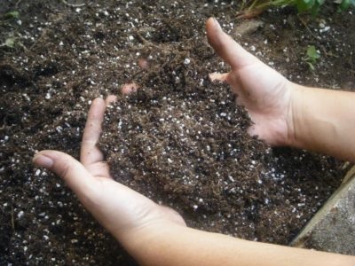 Hortensia plantarea și îngrijirea stejarului, descriere