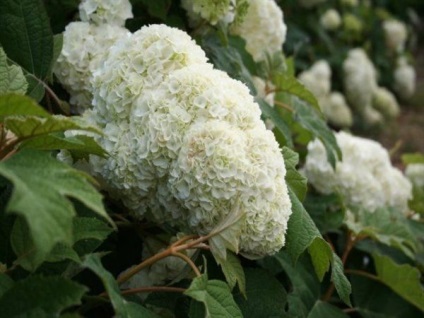 Hortensia oaky duritate de iarnă, plantare și îngrijire