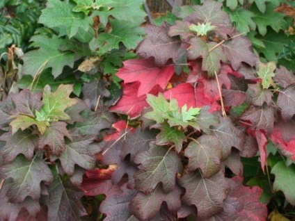 Hortensia oaky duritate de iarnă, plantare și îngrijire