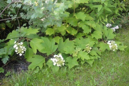 Hortensia oaky duritate de iarnă, plantare și îngrijire