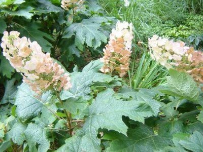 Hortensia oaky duritate de iarnă, plantare și îngrijire