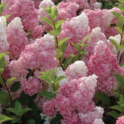 Hortensia oaky duritate de iarnă, plantare și îngrijire