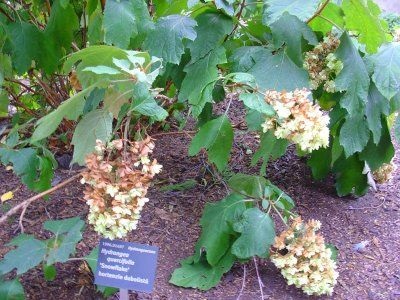 Hortensia oaky duritate de iarnă, plantare și îngrijire