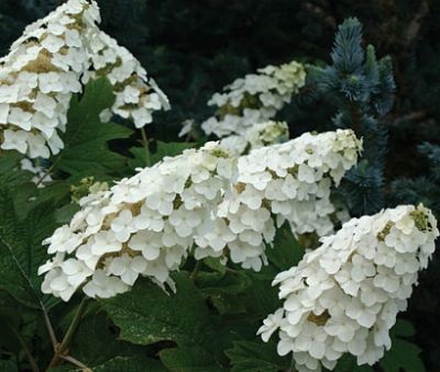 Hortensia oaky duritate de iarnă, plantare și îngrijire