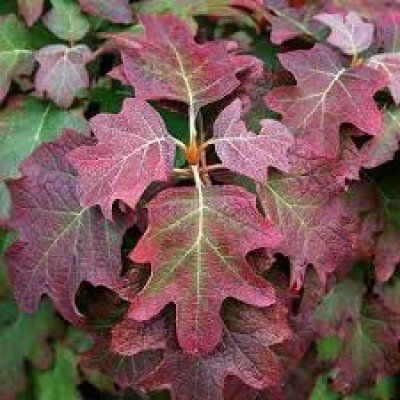 Hortensia oaky duritate de iarnă, plantare și îngrijire