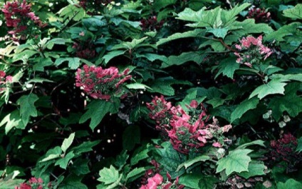 Hortensia oaky duritate de iarnă, plantare și îngrijire