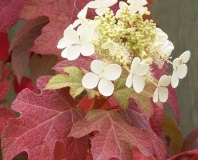 Hortensia oaky duritate de iarnă, plantare și îngrijire