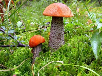 Ciuperci în luna august, care cresc la începutul și la sfârșitul lunii, site-uri de ciuperci în Rusia