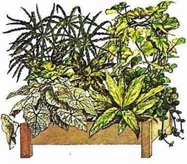 Gruparea plantelor de interior