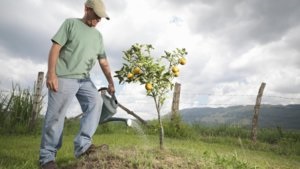 Descrierea și caracteristicile varietății de pești și caracteristicile soiului, plantarea și îngrijirea