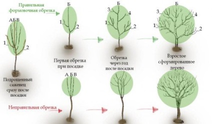 Descrierea și caracterizarea varietăților de pești, avantaje și dezavantaje, caracteristici ale plantării și îngrijirii