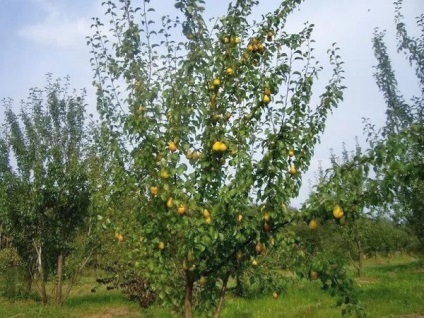 Trestie de pere - o descriere a soiului, fotografii, plantare și îngrijire, video