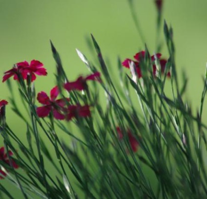 Carnation field