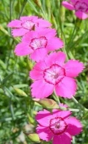 Carnation field