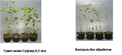 Instrucțiuni pentru aplicarea îngrășămintelor chimic turba lichid de potasiu