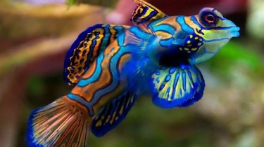 Informații interesante despre pești, animale de companie