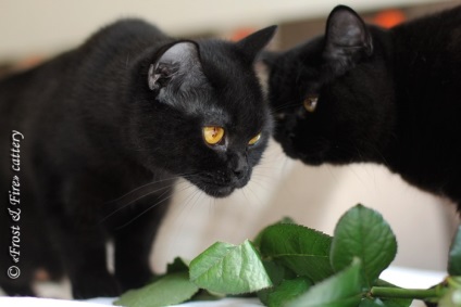 Interjú a brit macskák tenyésztőjével - a nephrológiai hit állatgyógyászati ​​klinikája