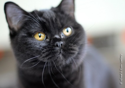 Interviu cu crescătorul de pisici britanice - clinică veterinară de credință nefrologică