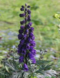 Issykkul root (wolf aconite) - aplicație și fotografii