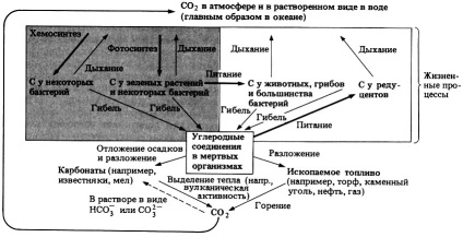 A szénforrások 1990 грин н, стаут ​​у, тейлор д