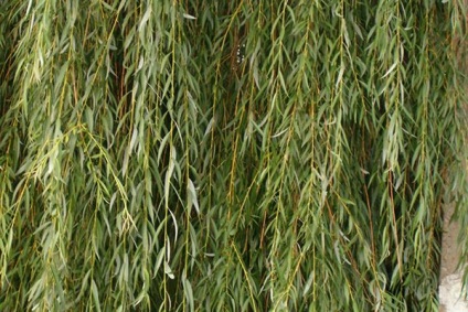 Willow de toate tipurile (mărime mare și răsaduri)