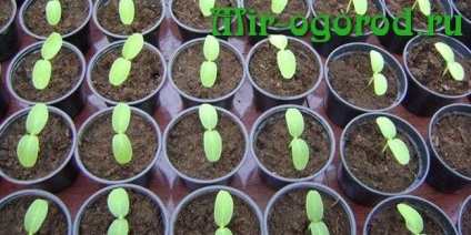 Zucchini răsaduri de plantare data de plantare