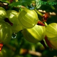 Zucchini răsaduri de plantare data de plantare