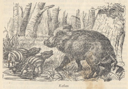 Boar, portal rusesc de vânătoare