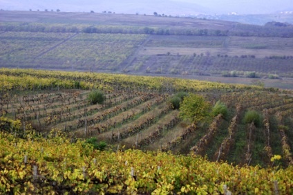 Cabernet, Negro și Codru