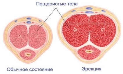 Cum afectează adenomul prostatic și ce exprimă?