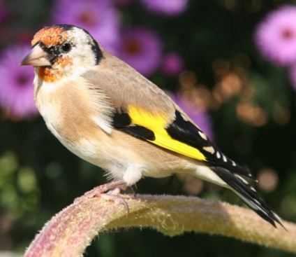 Ce fel de pasăre iubește semințele de brusture - ce arată bruțul de furaje foto?
