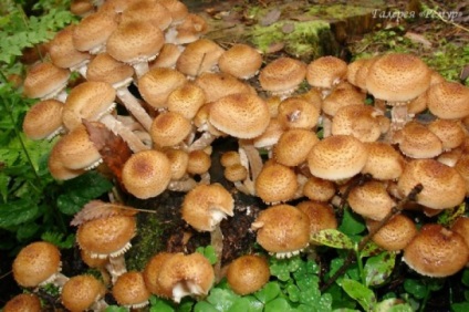Mely gombák nőnek augusztusban