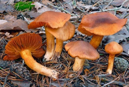 Mely gombák a leginkább mérgezőek és veszélyesek