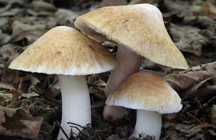 Ce ciuperci sunt cele mai otrăvitoare și periculoase