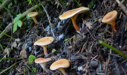 Mely gombák a leginkább mérgezőek és veszélyesek