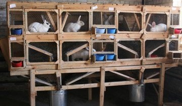Care sunt avantajele și dezavantajele păstrării iepurilor într-o cușcă?