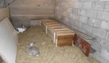 Care sunt avantajele și dezavantajele păstrării iepurilor într-o cușcă?