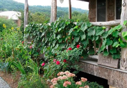 Ce plante pot fi plantate lângă struguri