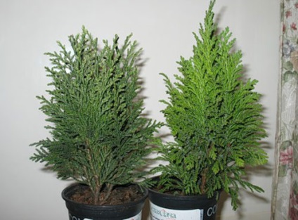 Ce plante conifere pot fi cultivate ca plante de interior