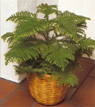Ce plante conifere pot fi cultivate ca plante de interior